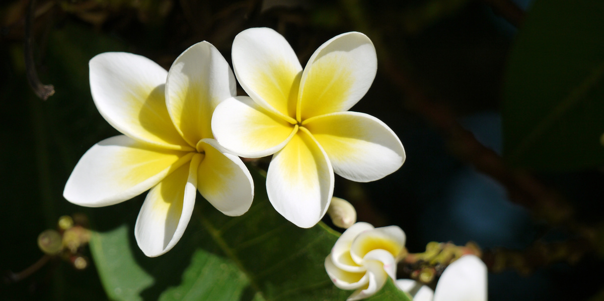 Plumeria Flowers in Hawaii
